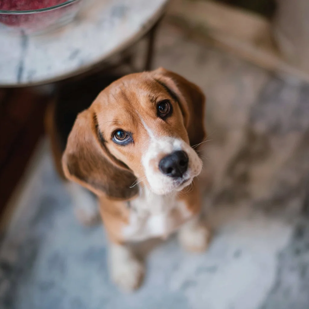 Beagle Puppy Training