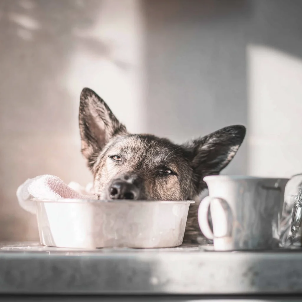 Swiss Shepherd Training