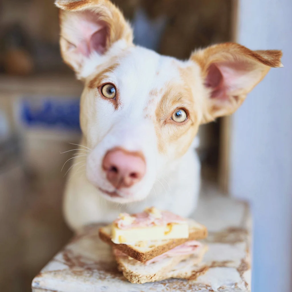 mental stimulation for dogs